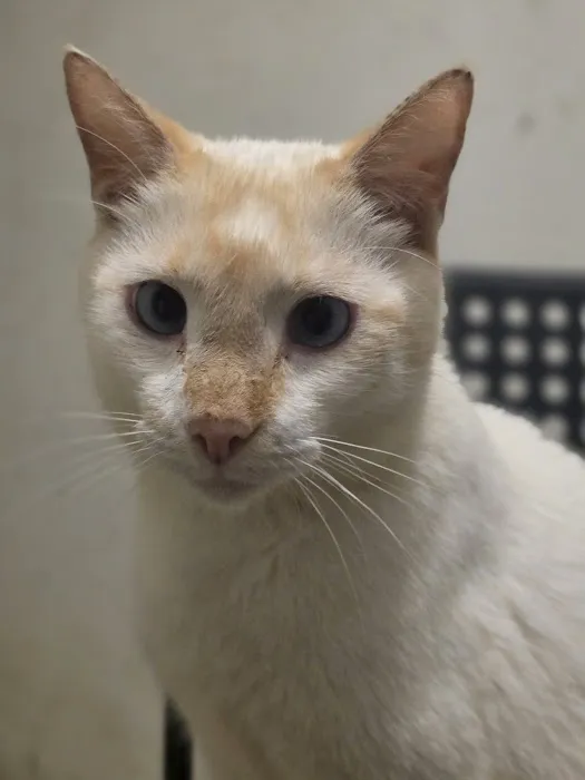 BluePearl Pet Hospital Picture 4