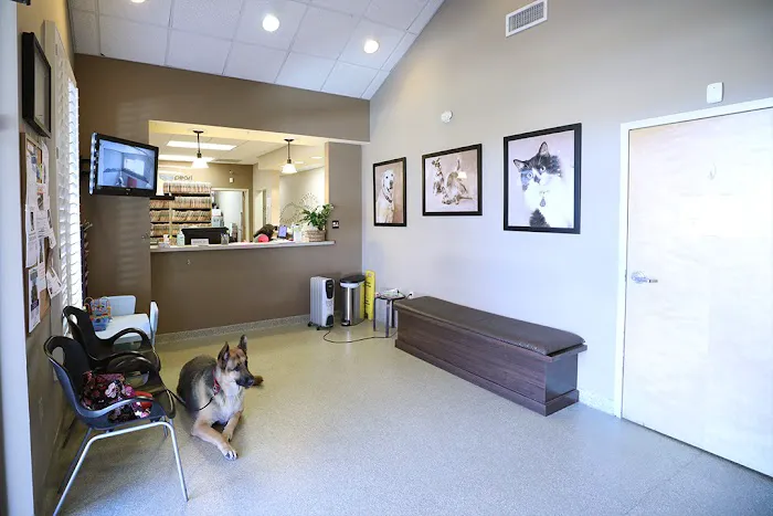 BluePearl Pet Hospital Picture 10