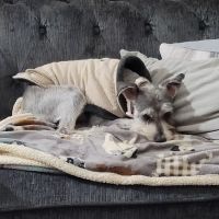 Premier Veterinary Hospital ico