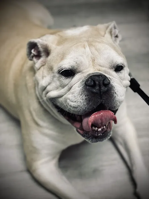 Premier Veterinary Hospital Picture 6