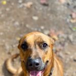 Veterinary Behavior Consultants, Dr Lynne Seibert