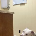 Woods Animal Hospital