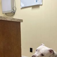 Woods Animal Hospital ico
