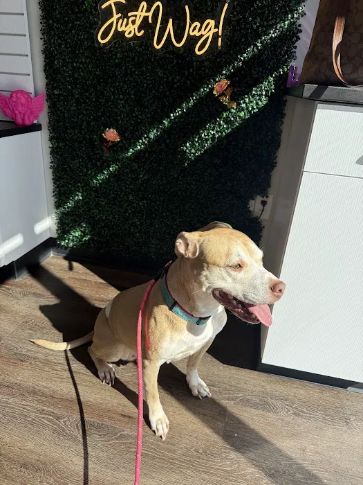 CityVet | Chamblee Veterinary Clinic & Urgent Care Picture 1
