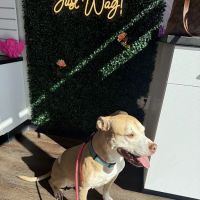 CityVet | Chamblee Veterinary Clinic & Urgent Care ico