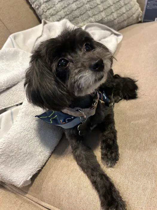 CityVet | Chamblee Veterinary Clinic & Urgent Care Picture 3