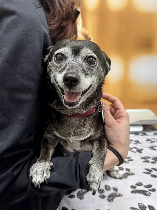 CityVet | Chamblee Veterinary Clinic & Urgent Care Picture 4