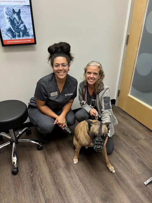CityVet | Chamblee Veterinary Clinic & Urgent Care Picture 7