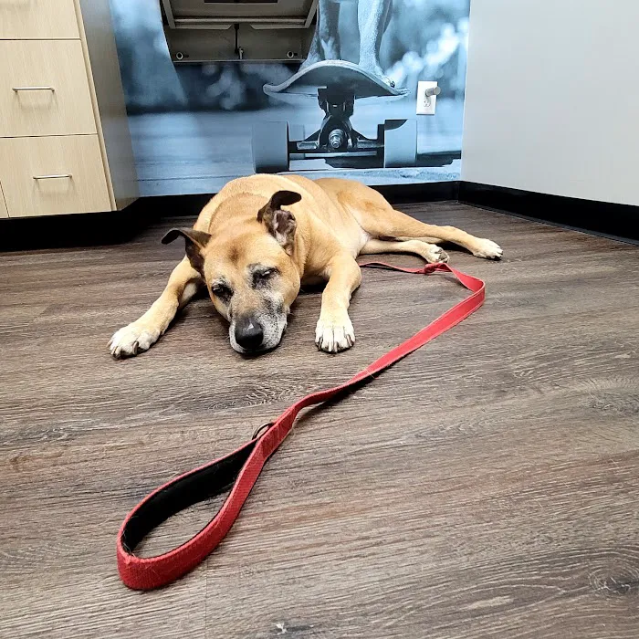 CityVet | Chamblee Veterinary Clinic & Urgent Care Picture 8