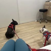 Petfolk Veterinary & Urgent Care - Sandy Springs ico