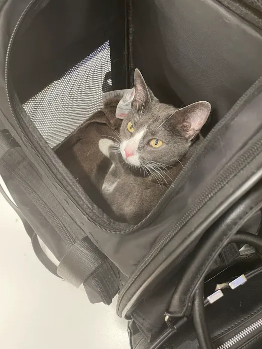 Petfolk Veterinary & Urgent Care - Sandy Springs Picture 9