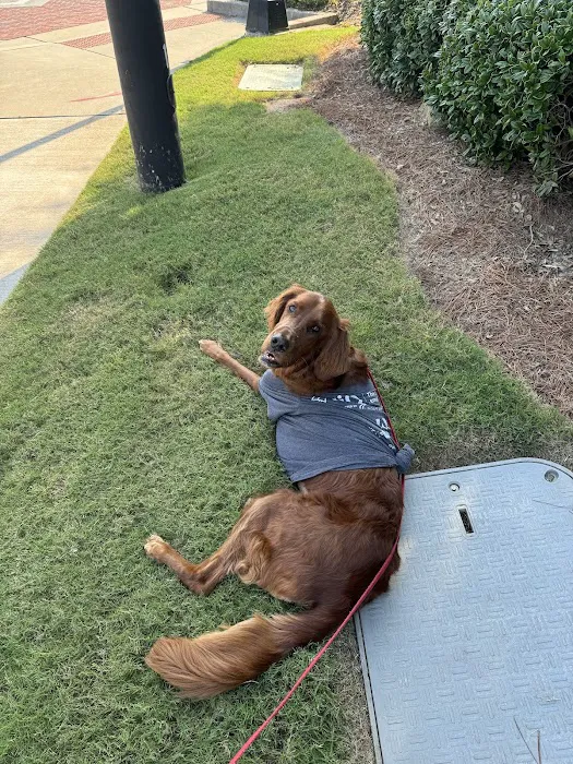 Animal Emergency Center of Sandy Springs Picture 8