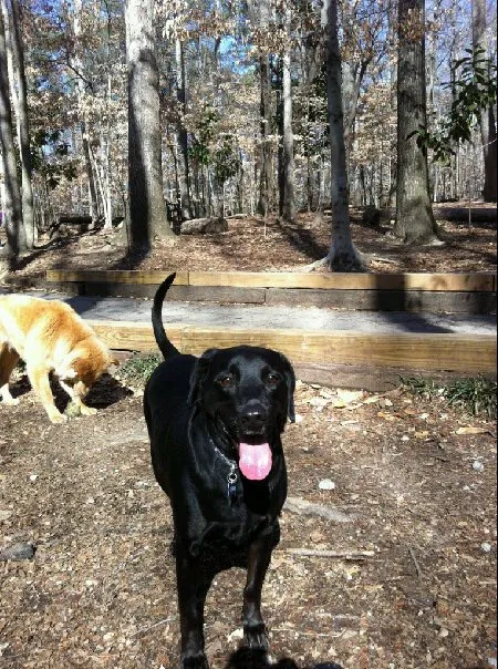 Animal Hospital of Sandy Springs Picture 1