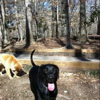 Animal Hospital of Sandy Springs ico