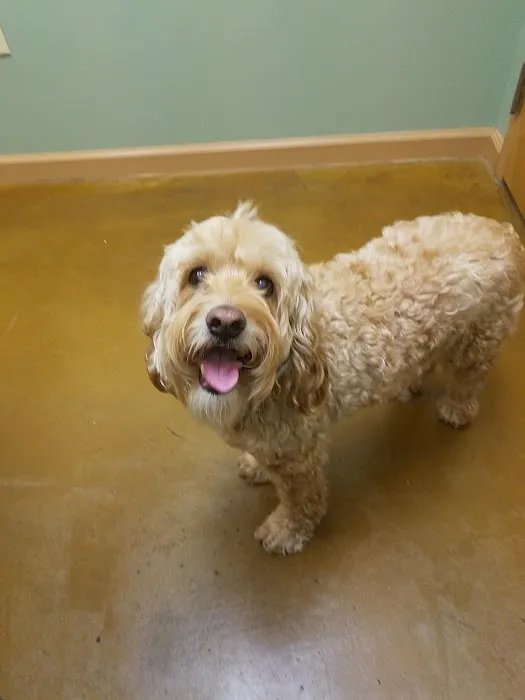 Animal Hospital of Sandy Springs Picture 4