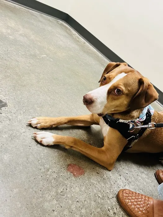 Vetco Total Care Animal Hospital Picture 6