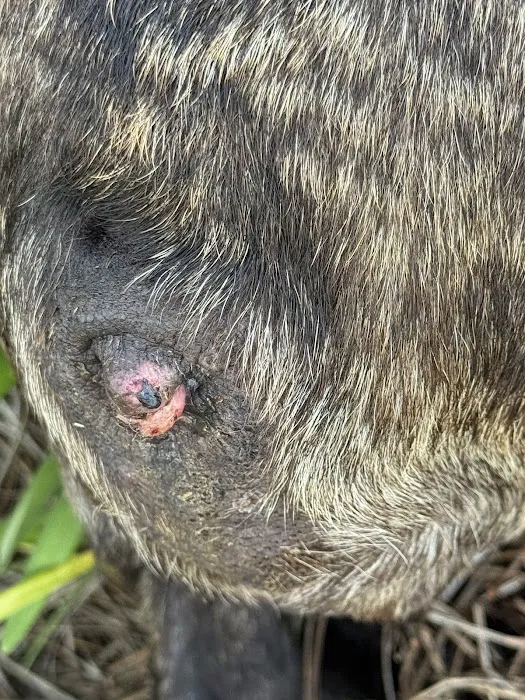 Banfield Pet Hospital Picture 1
