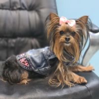 Morningside Animal Care Center ico