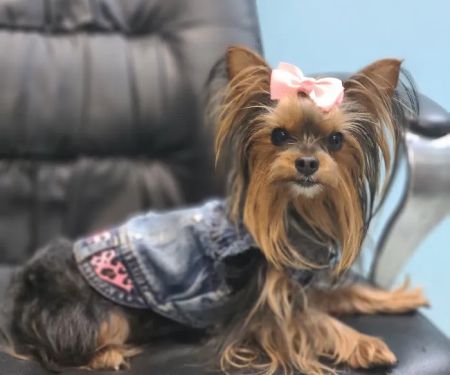 Morningside Animal Care Center