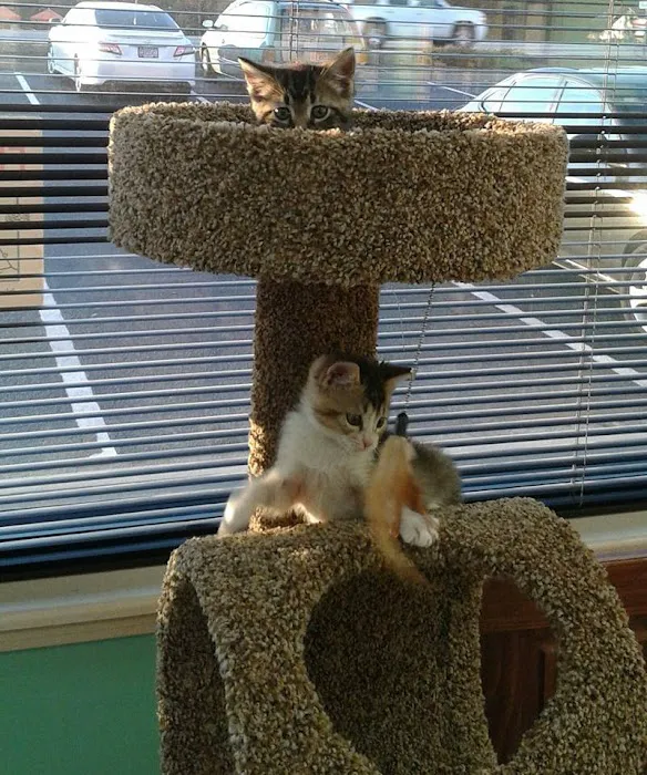 Morningside Animal Care Center Picture 4