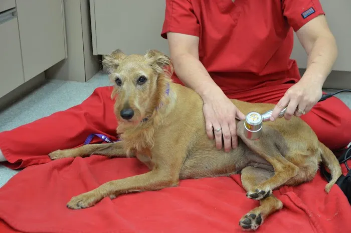 Morningside Animal Care Center Picture 3
