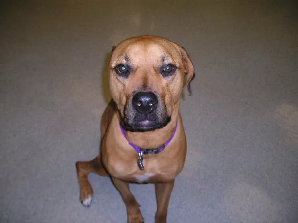 Morningside Animal Care Center Picture 10