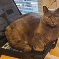 Animal Medical Center of Lawrenceville, A Thrive Pet Healthcare Partner ico