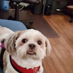 Society of Humane Friends Spay/Neuter Clinic