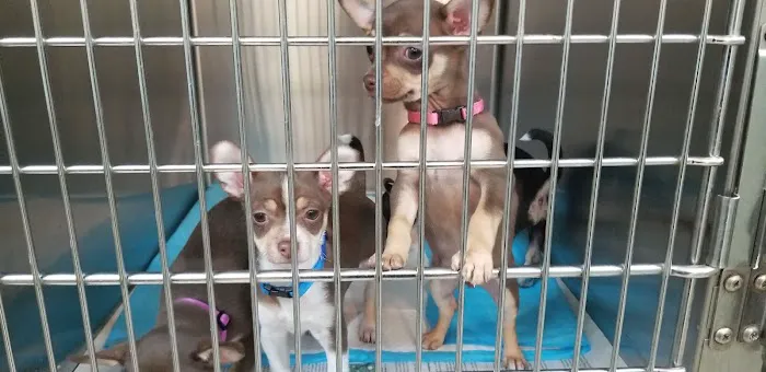 Society of Humane Friends Spay/Neuter Clinic Picture 8