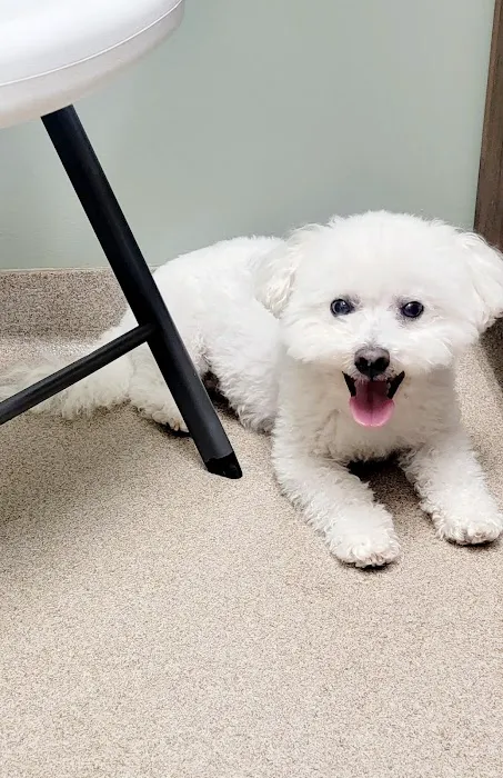 Gwinnett Animal Clinic Picture 2