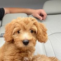 Gwinnett Animal Clinic ico
