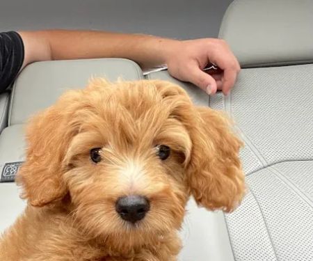Gwinnett Animal Clinic