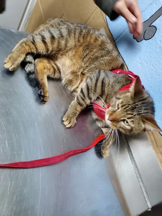 Gwinnett Animal Clinic Picture 3