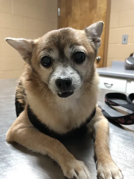 Gwinnett Animal Clinic Picture 6