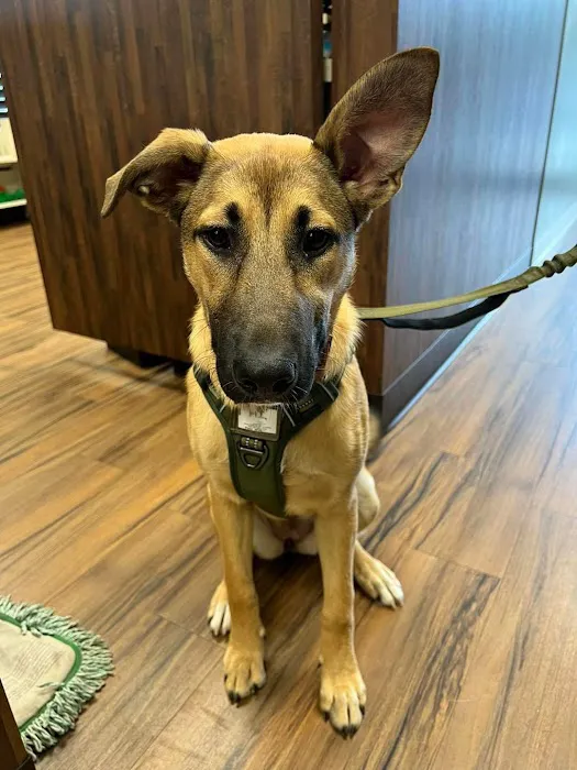 Gwinnett Animal Clinic Picture 8
