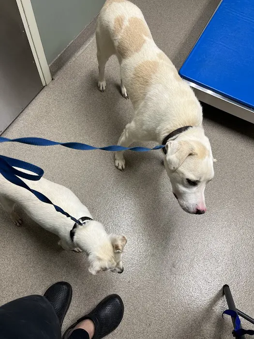 Gwinnett Animal Clinic Picture 10