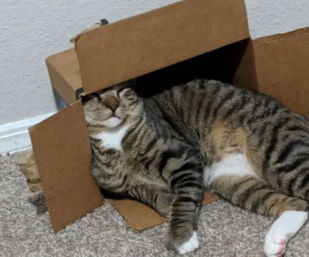 Indian Trail Animal Hospital