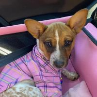 Animal Care Hospital ico