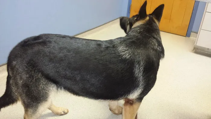 Animal Care Hospital Picture 5
