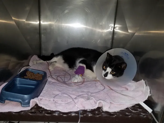 Animal Care Hospital Picture 3