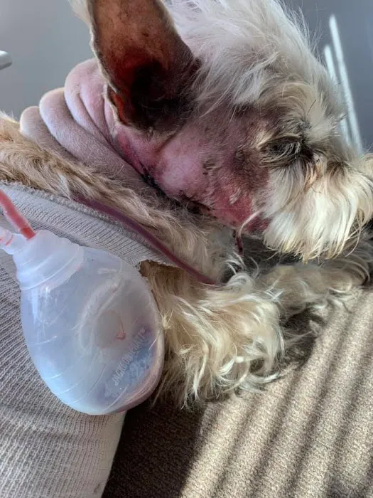 Animal Care Hospital Picture 8