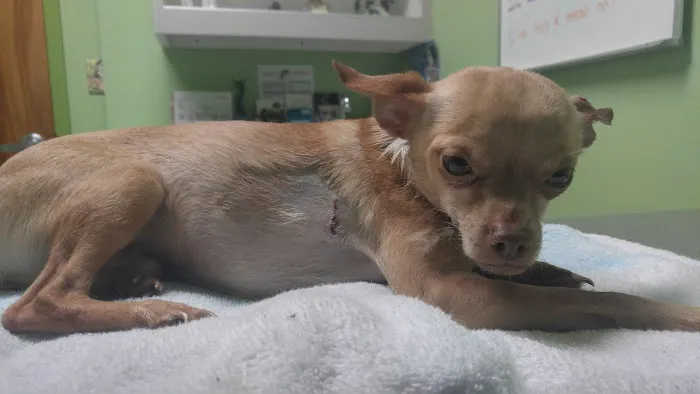 Animal Care Hospital Picture 10