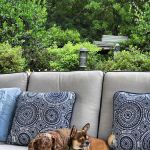 River Oaks Animal Hospital