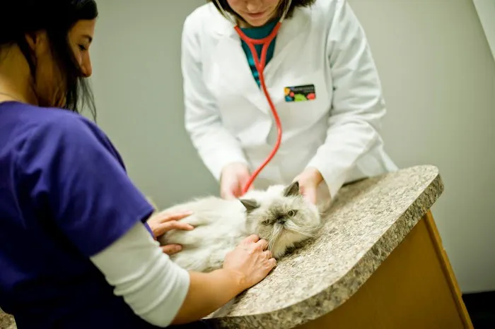 River Oaks Animal Hospital Picture 10