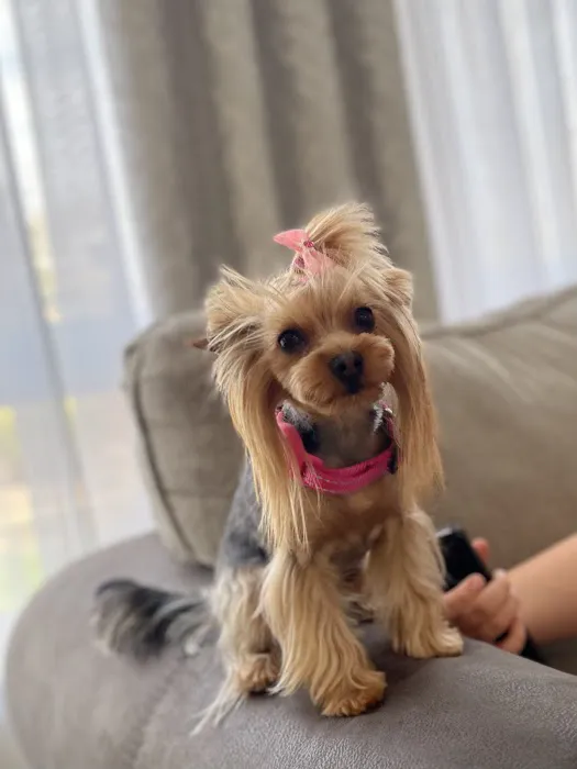 Pet Smiles Picture 3