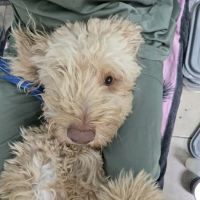 Pet Smiles ico