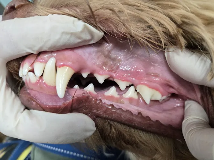 Pet Smiles Picture 2