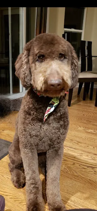 Pet Smiles Picture 4