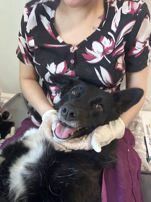 Pet Smiles Picture 7