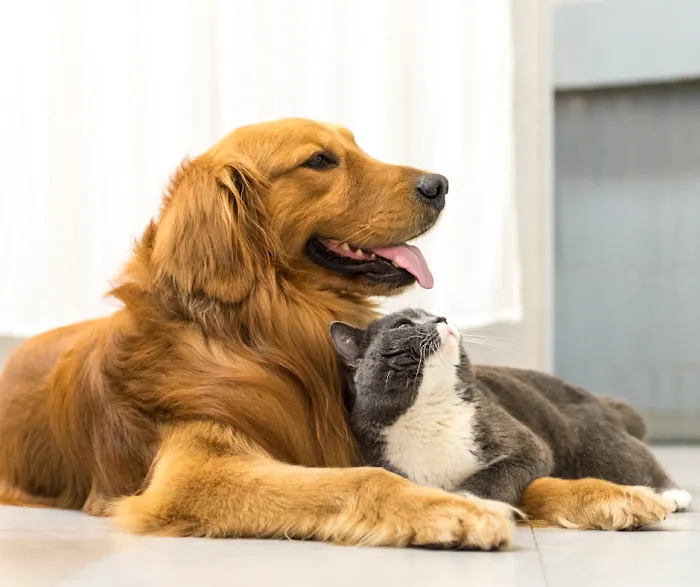 Pet Smiles Picture 9